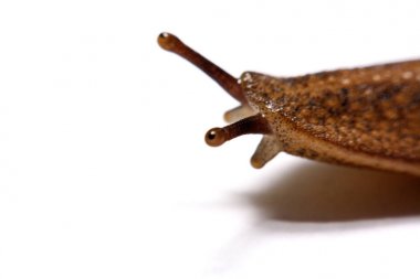 Beyaz arka plan üzerinde izole slug (arazi slug).