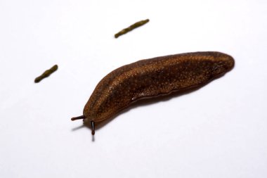 Beyaz arka plan üzerinde izole slug (arazi slug).