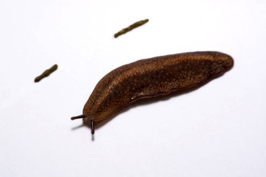 Slug (land slug) isolated on white background. clipart