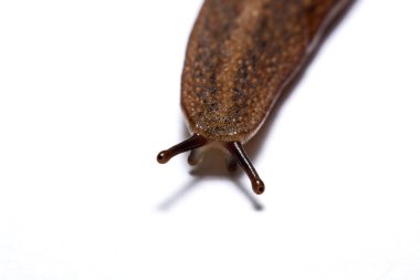 Beyaz arka plan üzerinde izole slug (arazi slug).