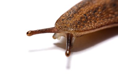 Beyaz arka plan üzerinde izole slug (arazi slug).