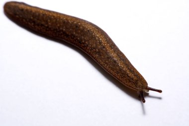 Beyaz arka plan üzerinde izole slug (arazi slug).