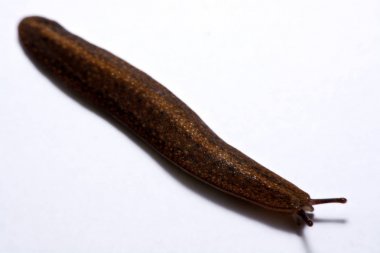 Beyaz arka plan üzerinde izole slug (arazi slug).