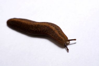 Beyaz arka plan üzerinde izole slug (arazi slug).