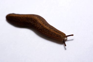 Beyaz arka plan üzerinde izole slug (arazi slug).