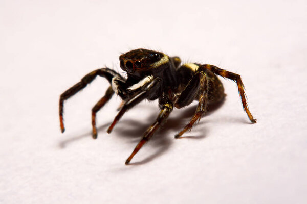 Umping Spider over White background.