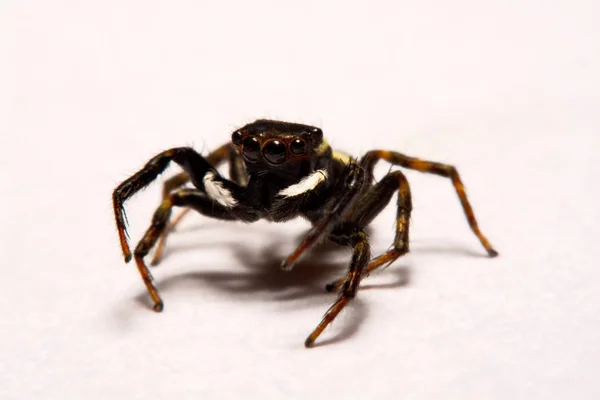 Salto de araña sobre fondo blanco —  Fotos de Stock