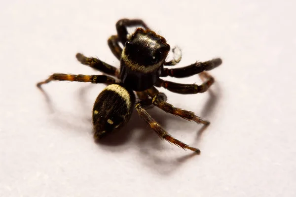 Spinne vor weißem Hintergrund — Stockfoto