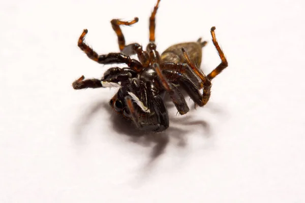 Umping aranha sobre fundo branco — Fotografia de Stock
