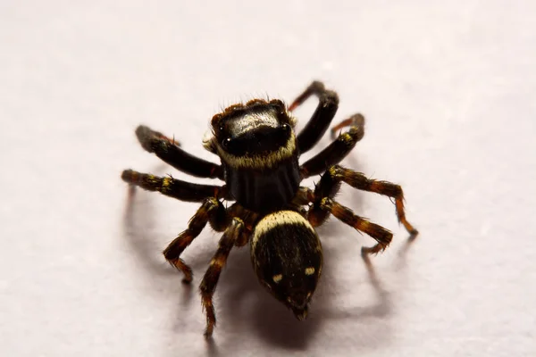 Beyaz arka plan üzerinde umping örümcek — Stok fotoğraf