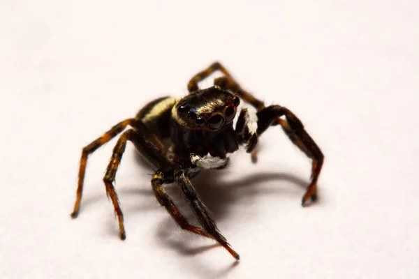 Salto de araña sobre fondo blanco —  Fotos de Stock