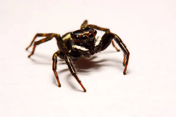 Spinne vor weißem Hintergrund — Stockfoto