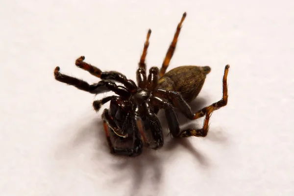 Salto de araña sobre fondo blanco —  Fotos de Stock