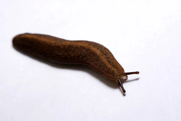 Slug (mark slug) isolerade på vit bakgrund. — Stockfoto