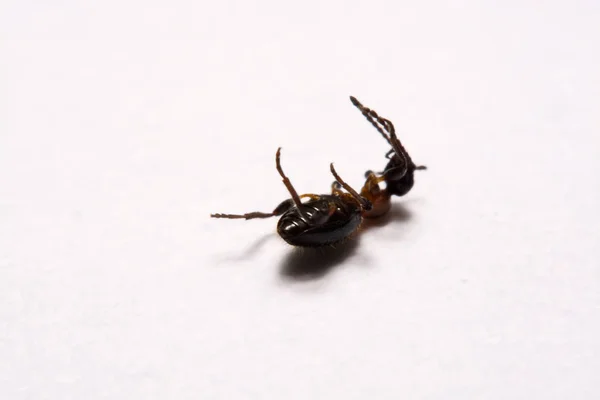 Ant (Formica rufa) foto mieren op een witte achtergrond — Stockfoto