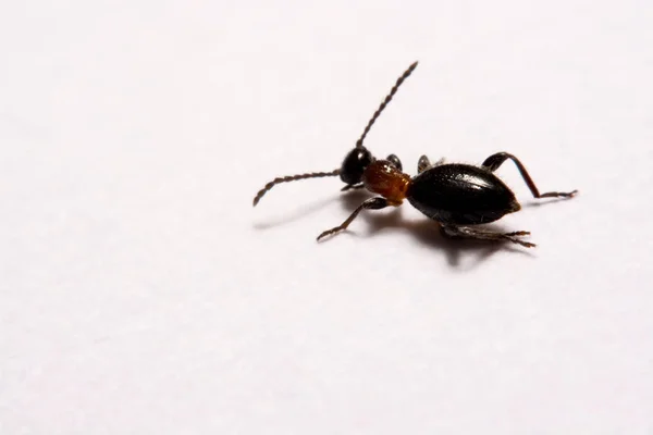 Fourmi (Formica rufa) photo fourmis sur un fond blanc — Photo