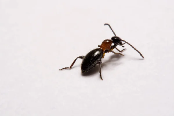 흰색 배경에 개미 (Formica rufa) 사진 개미 — 스톡 사진
