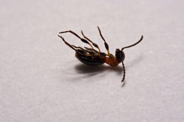 Karınca (Formica rufa) fotoğraf karıncalar üzerinde beyaz bir arka plan