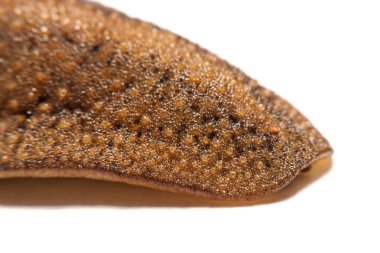 Beyaz arka plan üzerinde izole slug (arazi slug).
