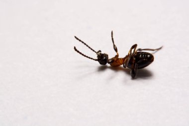 Karınca (Formica rufa) fotoğraf karıncalar üzerinde beyaz bir arka plan