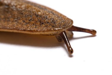 Beyaz arka plan üzerinde izole slug (arazi slug).
