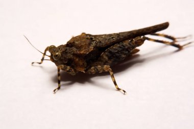 Makro / çekirge yakın çekim bir beyaz yüzey yedekleme.