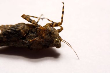 Makro / çekirge yakın çekim bir beyaz yüzey yedekleme.