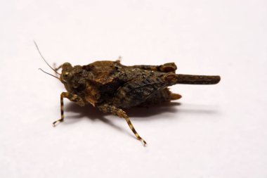 Makro / çekirge yakın çekim bir beyaz yüzey yedekleme.