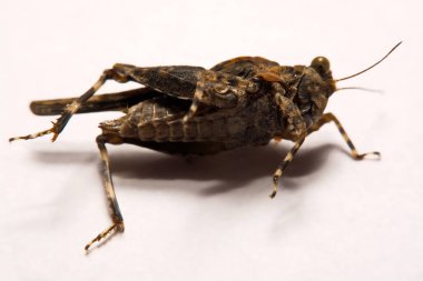 Makro / çekirge yakın çekim bir beyaz yüzey yedekleme.