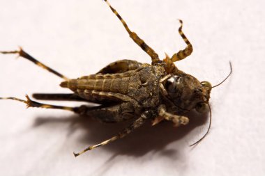 Makro / çekirge yakın çekim bir beyaz yüzey yedekleme.