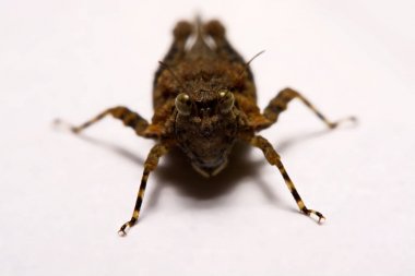 Makro / çekirge yakın çekim bir beyaz yüzey yedekleme.