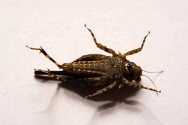 Makro / çekirge yakın çekim bir beyaz yüzey yedekleme.