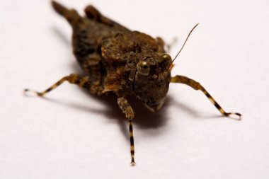 Makro / çekirge yakın çekim bir beyaz yüzey yedekleme.