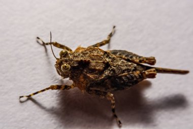 Makro / çekirge yakın çekim bir beyaz yüzey yedekleme.