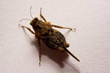 Makro / çekirge yakın çekim bir beyaz yüzey yedekleme.