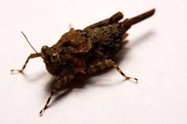 Makro / çekirge yakın çekim bir beyaz yüzey yedekleme.