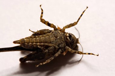 Makro / çekirge yakın çekim bir beyaz yüzey yedekleme.