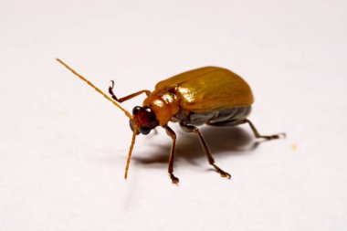 Makro / yakın çekim böcek kırmızı beetle beyaz arka plan kil