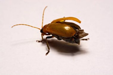 Makro / yakın çekim böcek kırmızı beetle beyaz arka plan kil