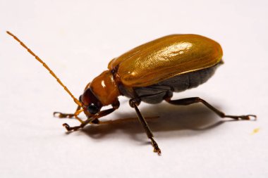 Makro / yakın çekim böcek kırmızı beetle beyaz arka plan kil