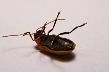 Makro / yakın çekim böcek kırmızı beetle beyaz arka plan kil