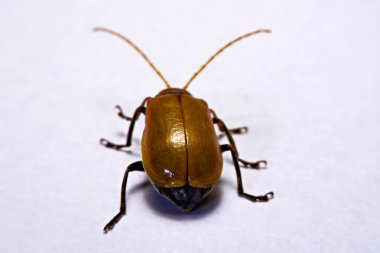 Makro / yakın çekim böcek kırmızı beetle beyaz arka plan kil