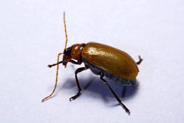 Makro / yakın çekim böcek kırmızı beetle beyaz arka plan kil