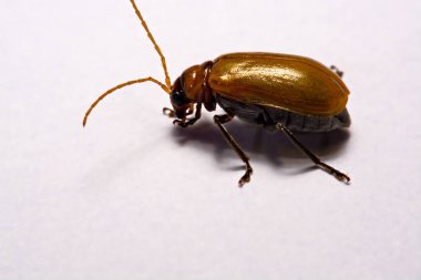 Makro / yakın çekim böcek kırmızı beetle beyaz arka plan kil