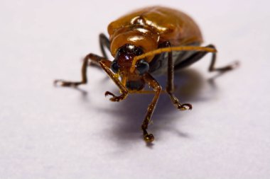 Makro / yakın çekim böcek kırmızı beetle beyaz arka plan kil
