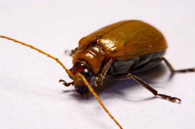 Makro / yakın çekim böcek kırmızı beetle beyaz arka plan kil