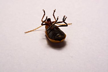 Makro / yakın çekim böcek kırmızı beetle beyaz arka plan kil