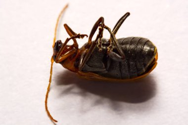 Makro / yakın çekim böcek kırmızı beetle beyaz arka plan kil