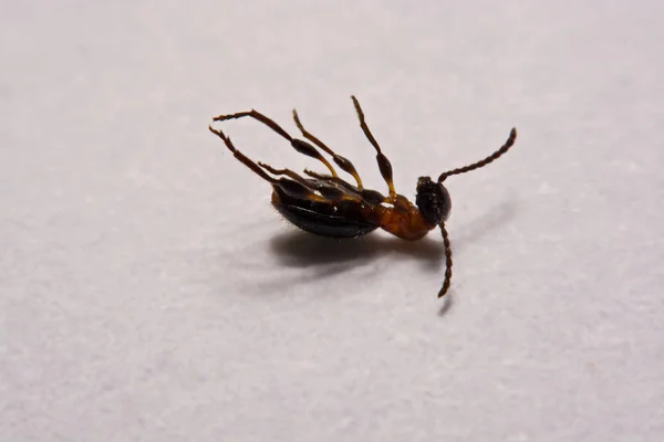 Hormiga (Formica rufa) foto hormigas sobre fondo blanco —  Fotos de Stock