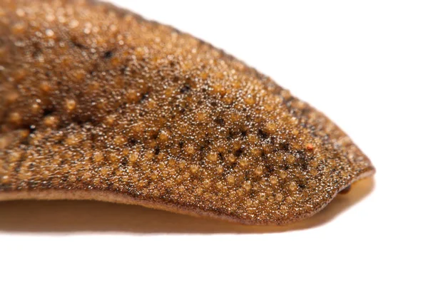 Beyaz arka plan üzerinde izole slug (arazi slug).
